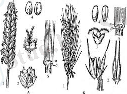 Картинки по запросу протерозой эрасы өсімдіктер