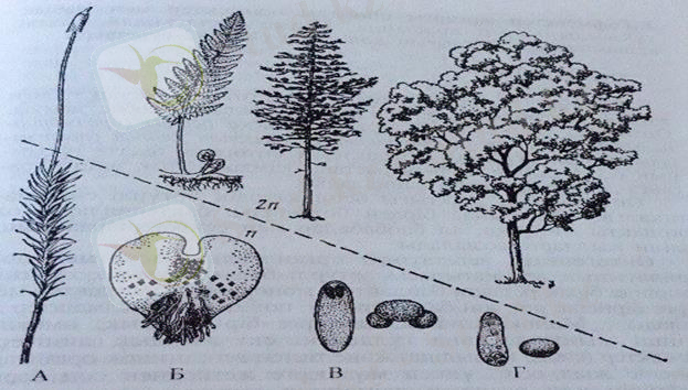 Картинки по запросу алғашқы тұқымды өсімдіктер