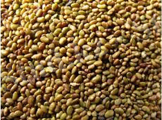 C:\Users\Zhamal-Apa\Downloads\жоңышқа ұрығы.jpg