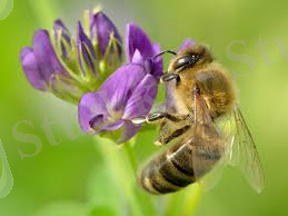 C:\Users\Zhamal-Apa\Downloads\ақсары жоңышқасы.jpg