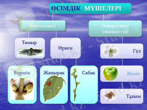Похожее изображение