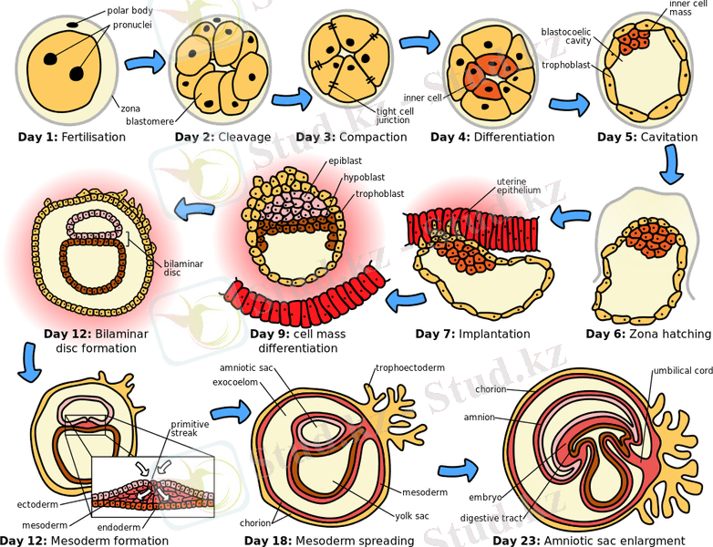 HumanEmbryogenesis.svg
