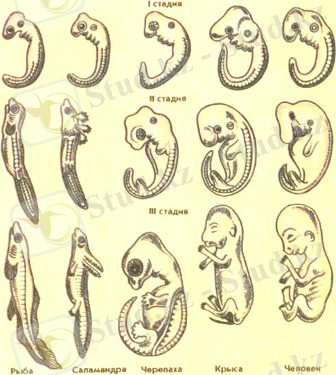 ÐÐ°ÑÑÐ¸Ð½ÐºÐ¸ Ð¿Ð¾ Ð·Ð°Ð¿ÑÐ¾ÑÑ ÑÐ°Ð·Ð²Ð¸ÑÐ¸Ðµ Ð¿Ð»Ð¾Ð´Ð° Ñ Ð¶Ð¸Ð²Ð¾ÑÐ½ÑÑ