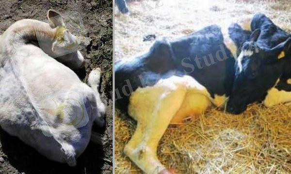 ÐÐ°ÑÑÐ¸Ð½ÐºÐ¸ Ð¿Ð¾ Ð·Ð°Ð¿ÑÐ¾ÑÑ Ð¿Ð¾ÑÐ»ÐµÑÐ¾Ð´Ð¾Ð²Ð¾Ð¹ Ð¿Ð°ÑÐµÐ·