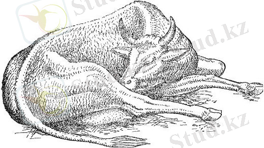 ÐÐ¾ÑÐ¾Ð¶ÐµÐµ Ð¸Ð·Ð¾Ð±ÑÐ°Ð¶ÐµÐ½Ð¸Ðµ