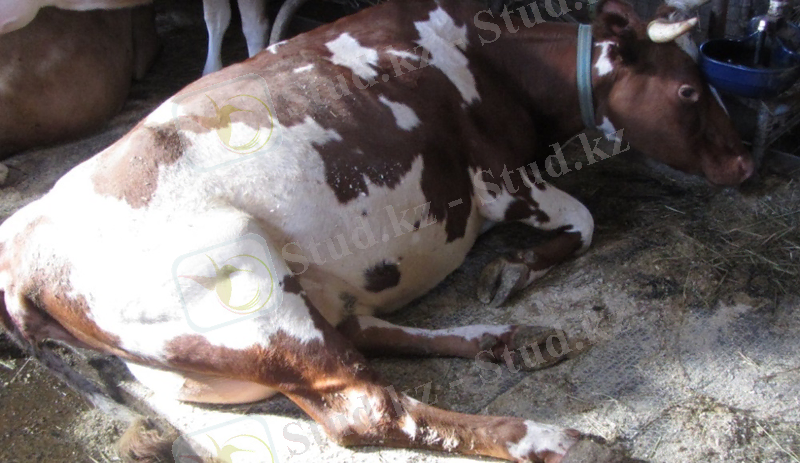 ÐÐ°ÑÑÐ¸Ð½ÐºÐ¸ Ð¿Ð¾ Ð·Ð°Ð¿ÑÐ¾ÑÑ Ð¿Ð¾ÑÐ»ÐµÑÐ¾Ð´Ð¾Ð²Ð¾Ð¹ Ð¿Ð°ÑÐµÐ·