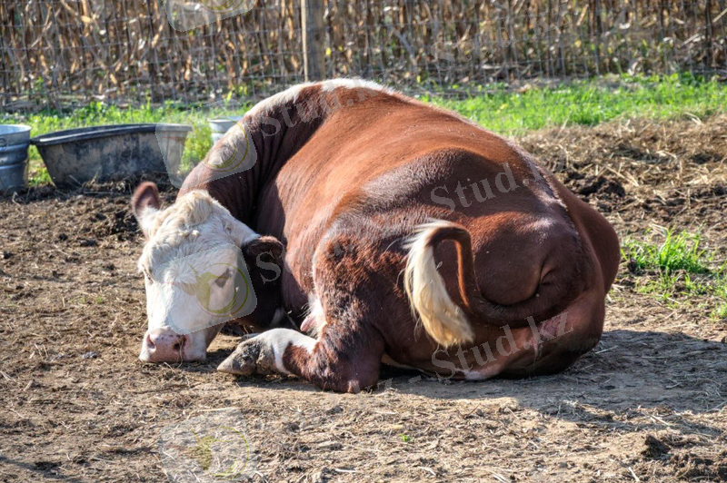 ÐÐ¾ÑÐ¾Ð¶ÐµÐµ Ð¸Ð·Ð¾Ð±ÑÐ°Ð¶ÐµÐ½Ð¸Ðµ