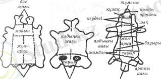 БЫЛҒАРЫ ЖӘНЕ ТЕРІ ТЕХНОЛОГИЯСЫ