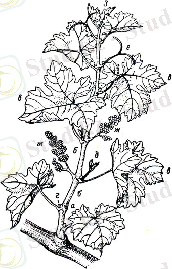 Рис. 24. Плодоносный побег винограда: а - узлы; б - междоузлия; в - листья; г - пазушные почки; д - пазушные побеги (пасынки); е - усики; ж - соцветия; з - верхушка побега (коронка)