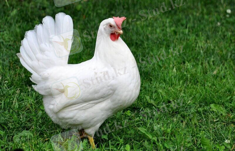 Куры породы леггорн: продуктивность и преимуществ содержания ... 