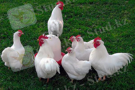 Московская белая порода кур: описание, характеристика и фото