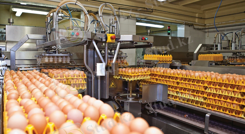 Жұмыртқа өндірушілер жаңашылдықты қалайды | Inbusiness