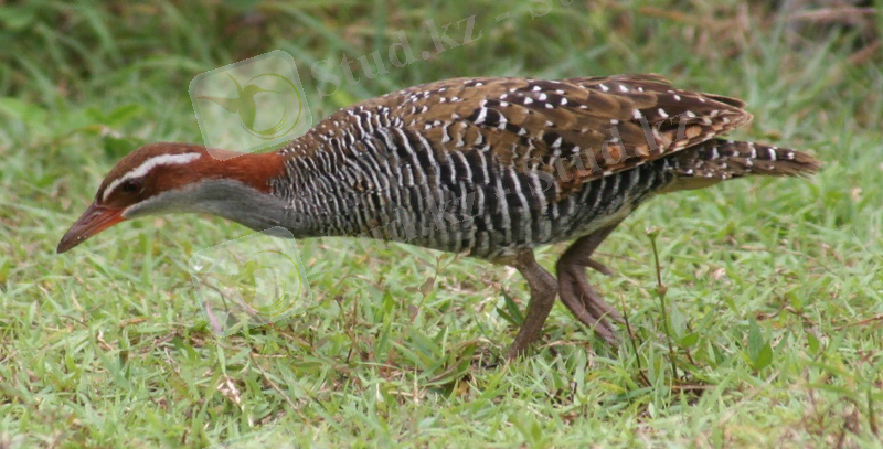 Buff-banded Rail Fafa Island.jpg