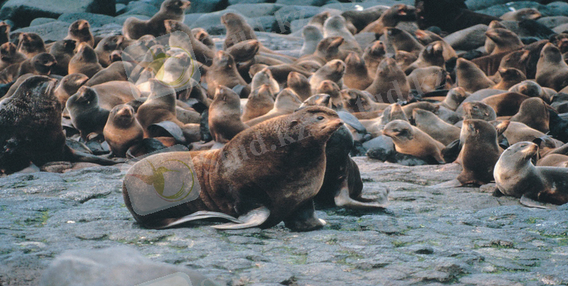 Callorhinus ursinus and harem.jpg