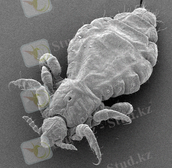 Картинка 14 из 12961