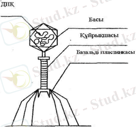 Фагтың құрылысы