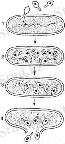 Фагтардың сезімтал бактериялды жасушалармен өзара әрекеттесу сатылары