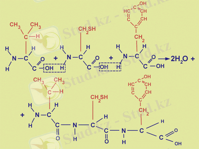 пептидная связь
