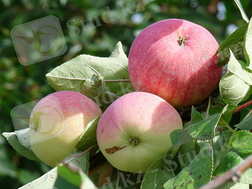 Ð¡Ð¾ÑÑ ÑÐ±Ð»Ð¾Ð½Ð¸ ÐÐµÐ»ÑÐ±Ð°