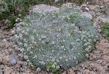 黄白火绒草(图1)