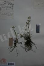 黄白火绒草标本