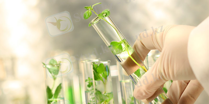 Картинки по запросу гормоны растений