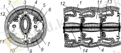 Строение малощетинкового червя