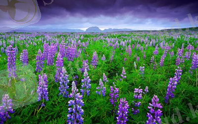 C:\Users\USER\Desktop\документы\Улданчик\Новая папка\бөрібұршақ.jpg