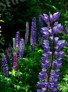 Көпжылдық бөрібұршақ (Lupinus perennis)