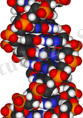 https://upload.wikimedia.org/wikipedia/commons/thumb/2/2c/DNA-fragment-3D-vdW.png/220px-DNA-fragment-3D-vdW.png
