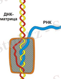 Картинка 49 из 119