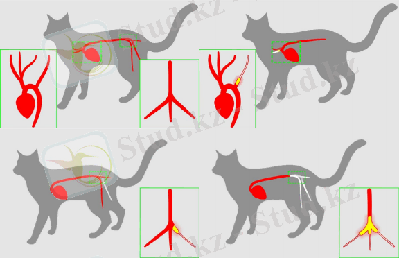 Артериальная тромбоэмболия кошек