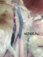 Нарушения гемодинамики плечевой артерии при тромбозе у кошки