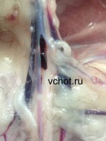 Тромб в просвете плечевой артерии у кошки