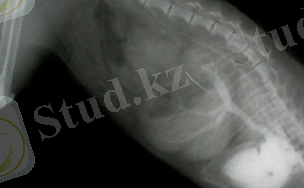 тромб в сердце (в левом желудочке) у кота