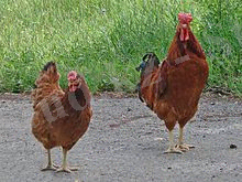 Полтава цһіцкен бреед мале анд фемале.жпг