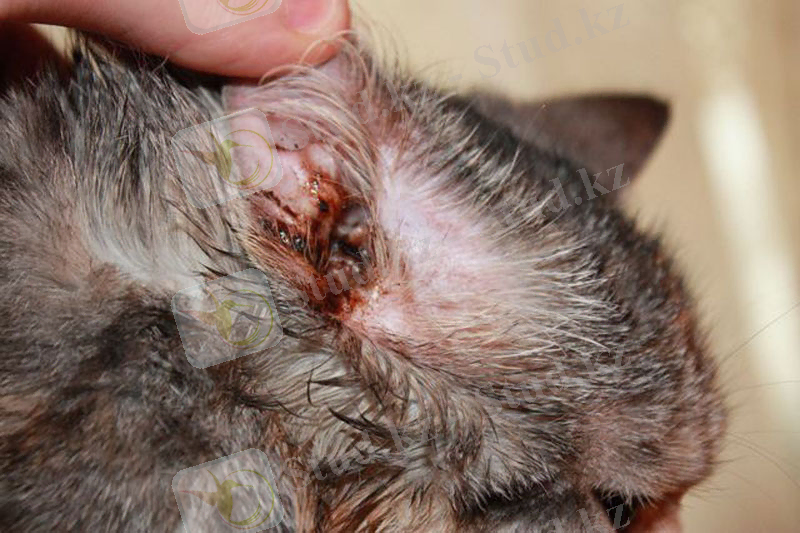 Сыртқы қабыну аймақтары көзге көрінеді