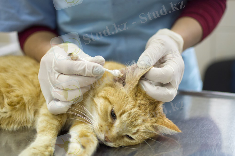 Құлақты бетті тазарту және антисептикалық емдеу ветеринариялық көмек кешеніне кіреді