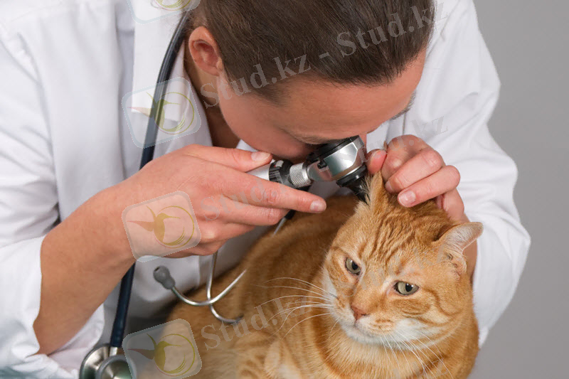 Отоскопия наркоздан кейін жасалады