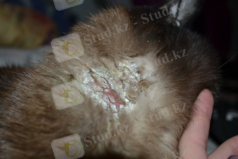 Саңырауқұлақтарға байланысты дерматит фунгицидтік жақпа қолдануды талап етеді