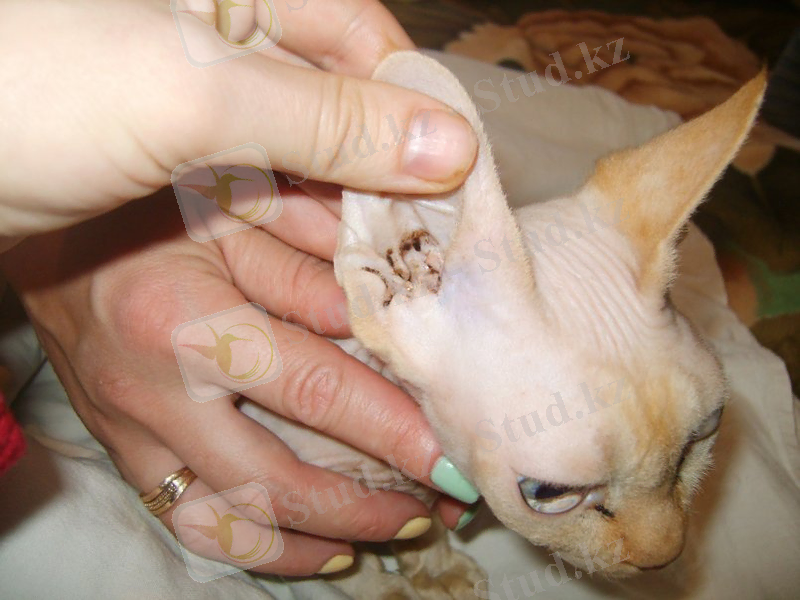 Бірінші процедура аурикальды тақта мен кірді кетіруге байланысты