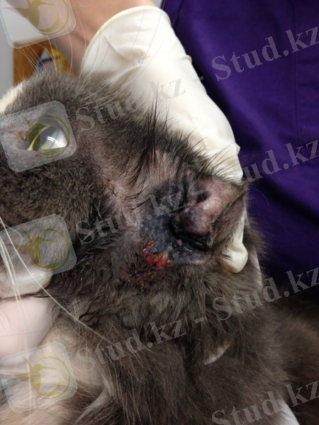 Беткі жарақаттар антисептикалық заттармен өңделеді