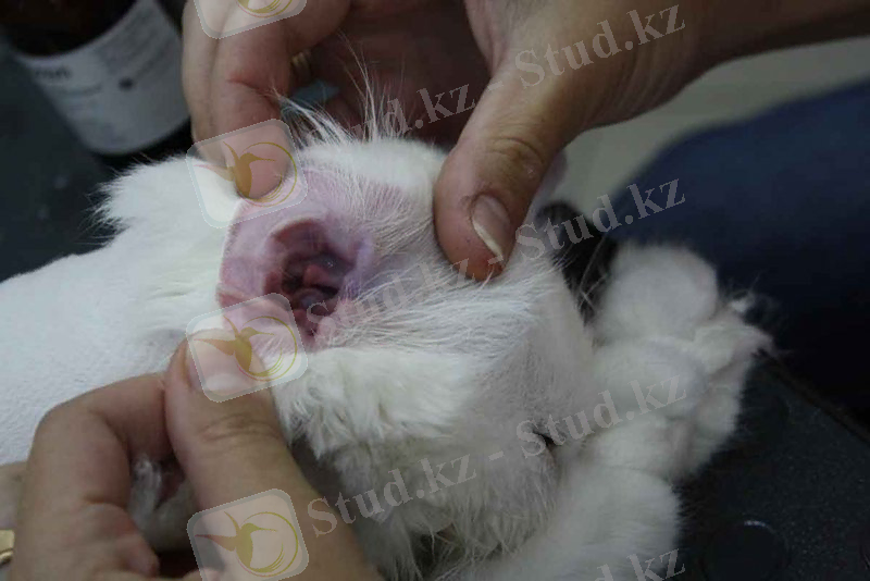 Құлақ сыртынан қарау кезінде өзгерістер көрінбейтіндіктен, тек ортаңғы отит медиасын маман анықтай алады