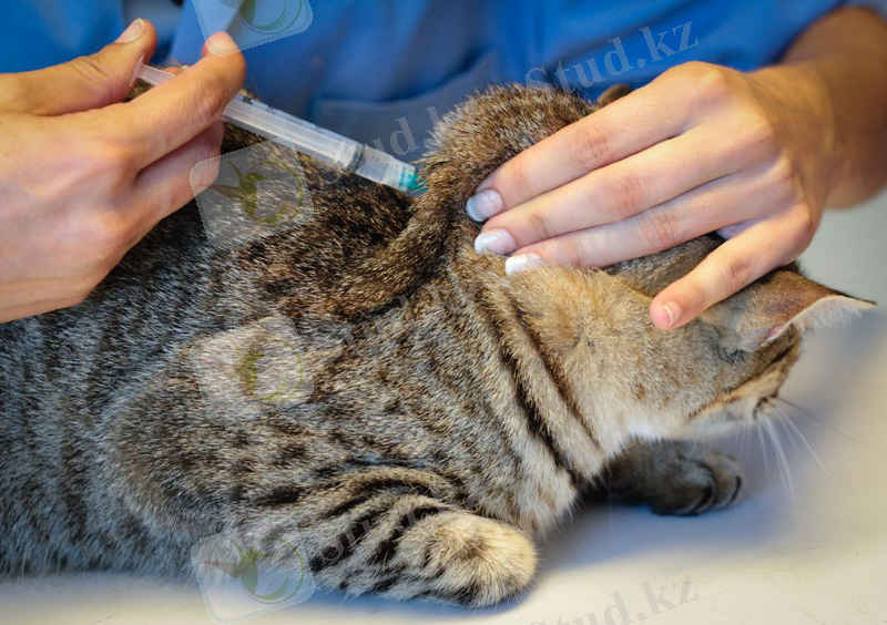 Инъекциялық дәрілер тезірек және тиімдірек