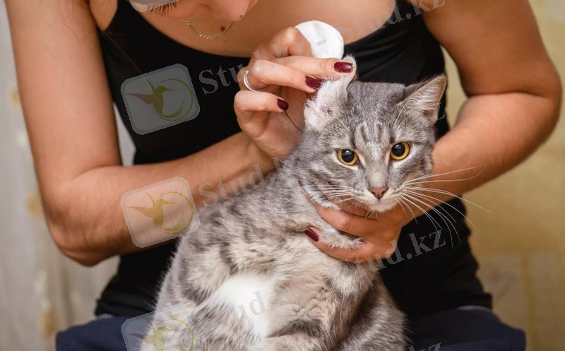 Құлақты тазарту - мысықты күтуге арналған жалпы гигиеналық процедура