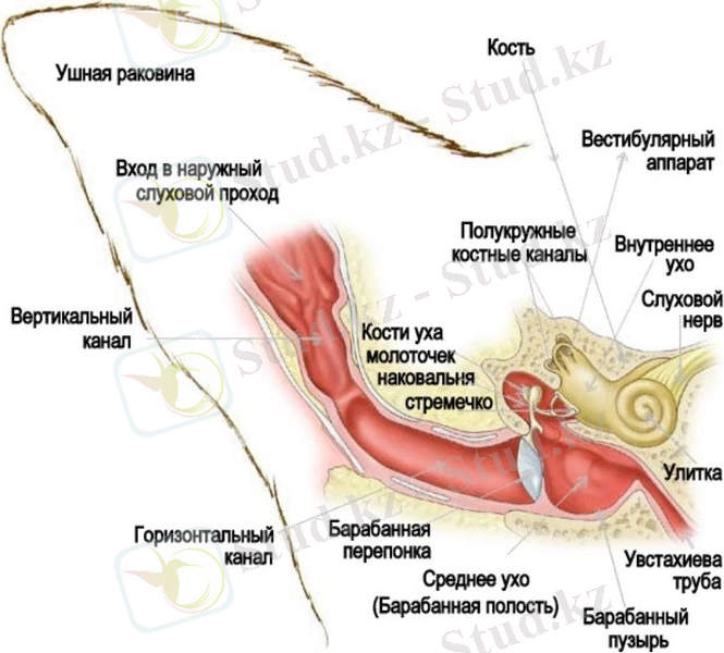 Есту мүшесі құрылымының сызбасында үш бөлім көрінеді