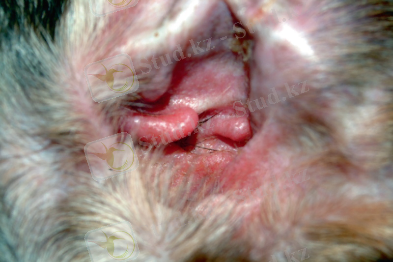 Аллергиялық отит кезінде сыртқы құлақ қызарып, ісінеді