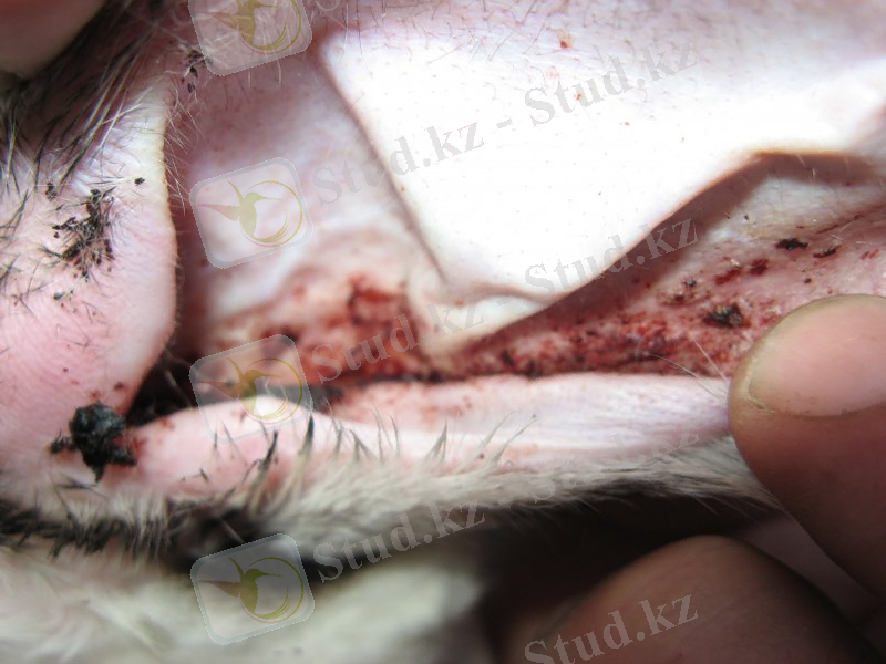 Паразиттік отит медиасын көзбен анықтауға болады