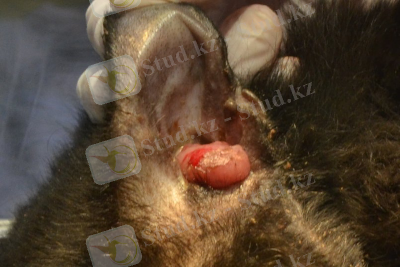 Ісік қабынуды тудыруы мүмкін