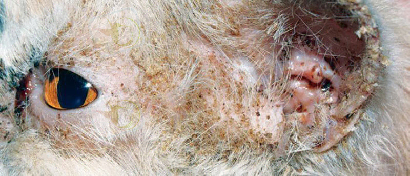 Pemphigus foliaceus - аутоиммунды аурудың салдары